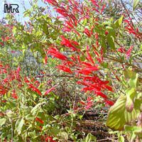 Salvia elegans, Pineapple Sage, Pineapple Scented Sage

Click to see full-size image