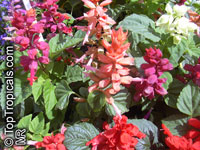 Salvia splendens, Scarlet Sage

Click to see full-size image