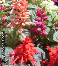 Salvia splendens, Scarlet Sage

Click to see full-size image