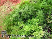 Adiantum sp., Maidenhair Fern