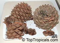 Araucaria sp., Monkey Puzzle, Bunia Pine, Parana Nut

Click to see full-size image