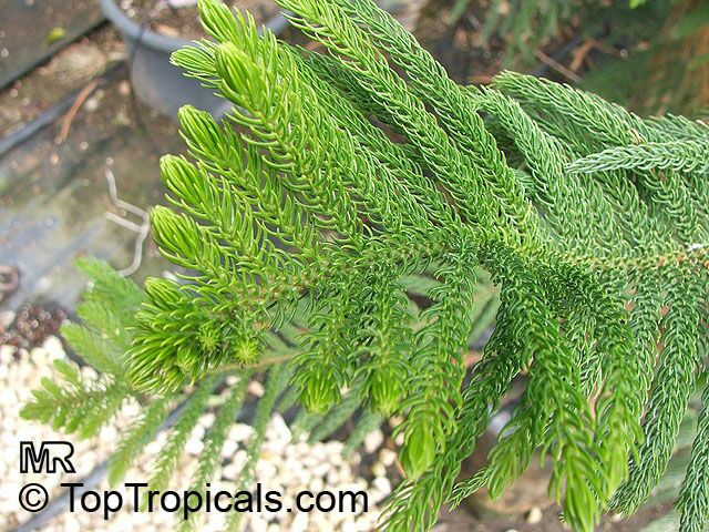 Araucaria sp., Monkey Puzzle, Bunia Pine, Parana Nut