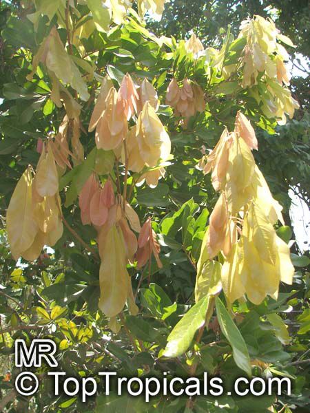 Arytera divaricata, Nephelium beckleri , Coogera, Rose Tamarind