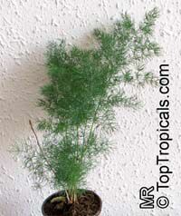 Asparagus umbellatus, Asparagus Fern

Click to see full-size image
