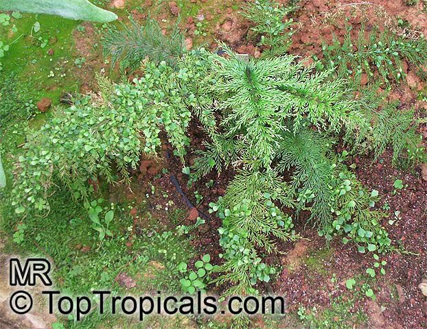 Asplenium viviparum, Asplenium daucifolium, Mother Fern