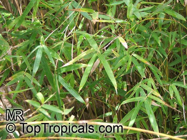 Bambusa sp., Common bamboo. Bambusa multiplex