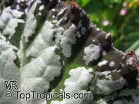 Begonia Rex - cultorum Group, Painted Leaf Begonia, Rex Begonia

Click to see full-size image