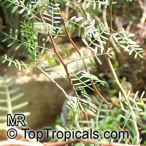 Bursera microphylla, Elephant Tree, Torote Colorado, Copal