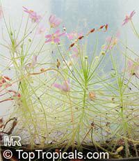 Byblis liniflora, Rainbow Plant

Click to see full-size image