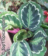 Calathea Corona, Calathea - TopTropicals.com