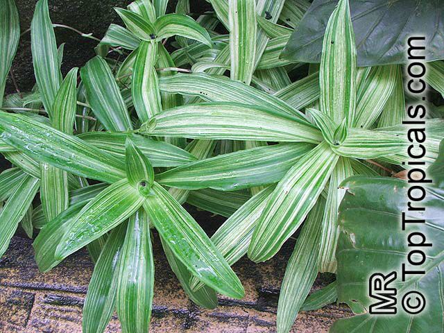 Callisia fragrans