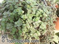 Callisia repens, Bolivian Jew, Turtle Vine, Inch plant

Click to see full-size image
