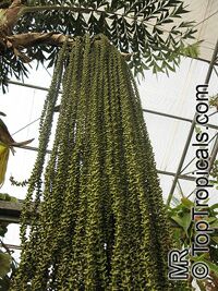 Caryota sp., Solitary Fishtail Palm, Toddy Palm, Jaggery Palm, Wine Palm, Kitul

Click to see full-size image