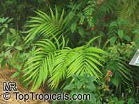 Ceratozamia mexicana, Palmilla, Forest Pineapple

Click to see full-size image