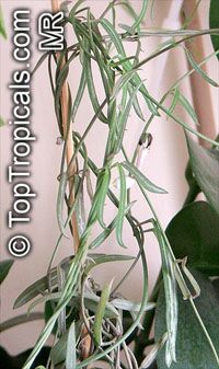 Ceropegia debilis, Ceropegia linearis ssp. debilis, Rosary Vine

Click to see full-size image