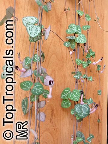 Ceropegia linearis subsp. woodii, Rosary Vine, Chain of hearts