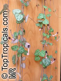 Ceropegia linearis subsp. woodii, Rosary Vine, Chain of hearts

Click to see full-size image