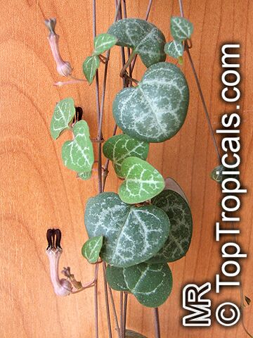 Ceropegia linearis subsp. woodii, Rosary Vine, Chain of hearts