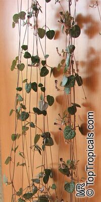 Ceropegia linearis subsp. woodii, Rosary Vine, Chain of hearts

Click to see full-size image