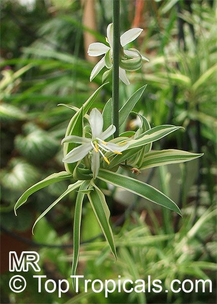 Chlorophytum sp., Spider Plant