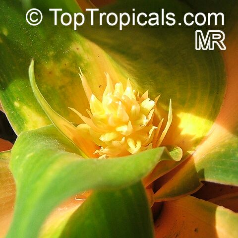 Chlorophytum orchidantheroides, Chlorophytum amaniense, Chlorophytum orchidastrum, Mandarin Plant, Fire Flash, Fire Glory