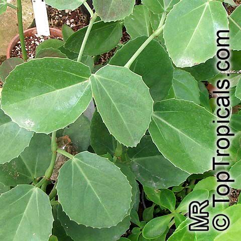 Cissus rotundifolia, Arabian Wax Leaf, Peruvian Grape Ivy, Venezuelan Treebine, Succulent Grape