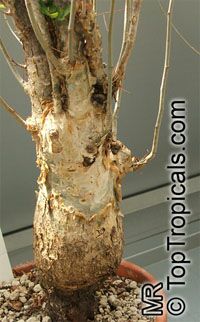 Commiphora humbertii, Commiphora

Click to see full-size image