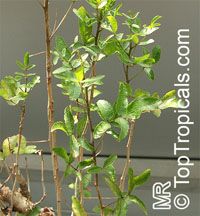 Commiphora humbertii, Commiphora

Click to see full-size image