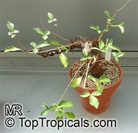 Commiphora orbicularis, Commiphora

Click to see full-size image