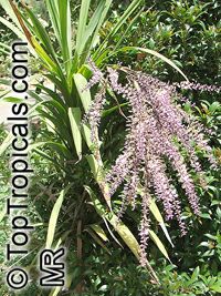 Cordyline stricta, Narrow-leaved Palm Lily

Click to see full-size image