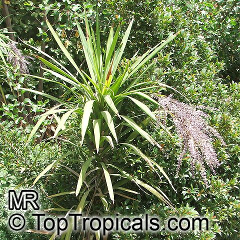 Cordyline stricta, Narrow-leaved Palm Lily