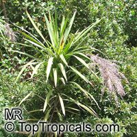 Cordyline stricta, Narrow-leaved Palm Lily

Click to see full-size image