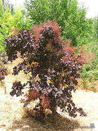 Cotinus coggygria, Rhus cotinus, Smoketree

Click to see full-size image