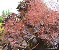 Cotinus coggygria - seeds

Click to see full-size image