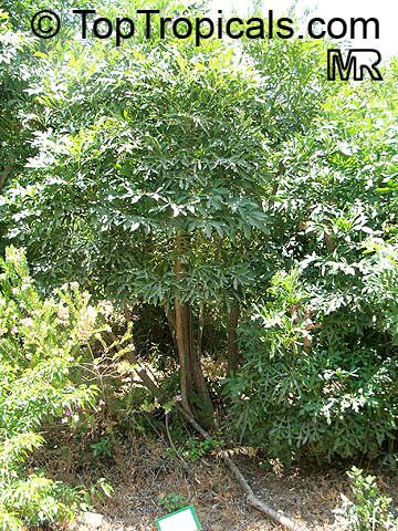 Cussonia spicata, Common Cabbage Tree, Kiepersol