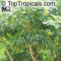 Cussonia spicata, Common Cabbage Tree, Kiepersol

Click to see full-size image
