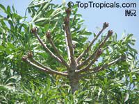Cussonia spicata, Common Cabbage Tree, Kiepersol

Click to see full-size image