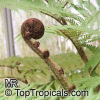 Cyathea australis, Alsophila australis, Rough Tree Fern

Click to see full-size image
