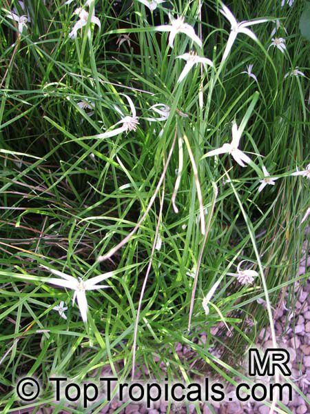 Dichromena sp., Rhynchospora sp., Star Grass, Star Rush, White Topped Sedge