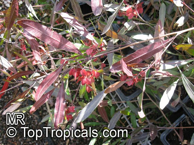 Dodonaea viscosa, Hopseed bush