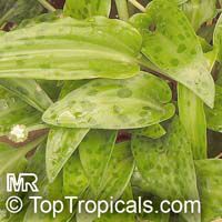 Drimiopsis sp., Giant Squill, Measles Leaf

Click to see full-size image