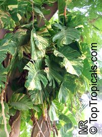 Epipremnum aureum, Epipremnum pinnatum var. Aureum, Scindapsus aureus, Pothos aureus, Pothos, Money Plant

Click to see full-size image