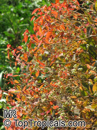 Euphorbia cotinifolia, Red spurge, Mexican shrubby Spurge, Caribbean Copper Plant