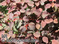 Euphorbia cotinifolia, Red spurge, Mexican shrubby Spurge, Caribbean Copper Plant

Click to see full-size image