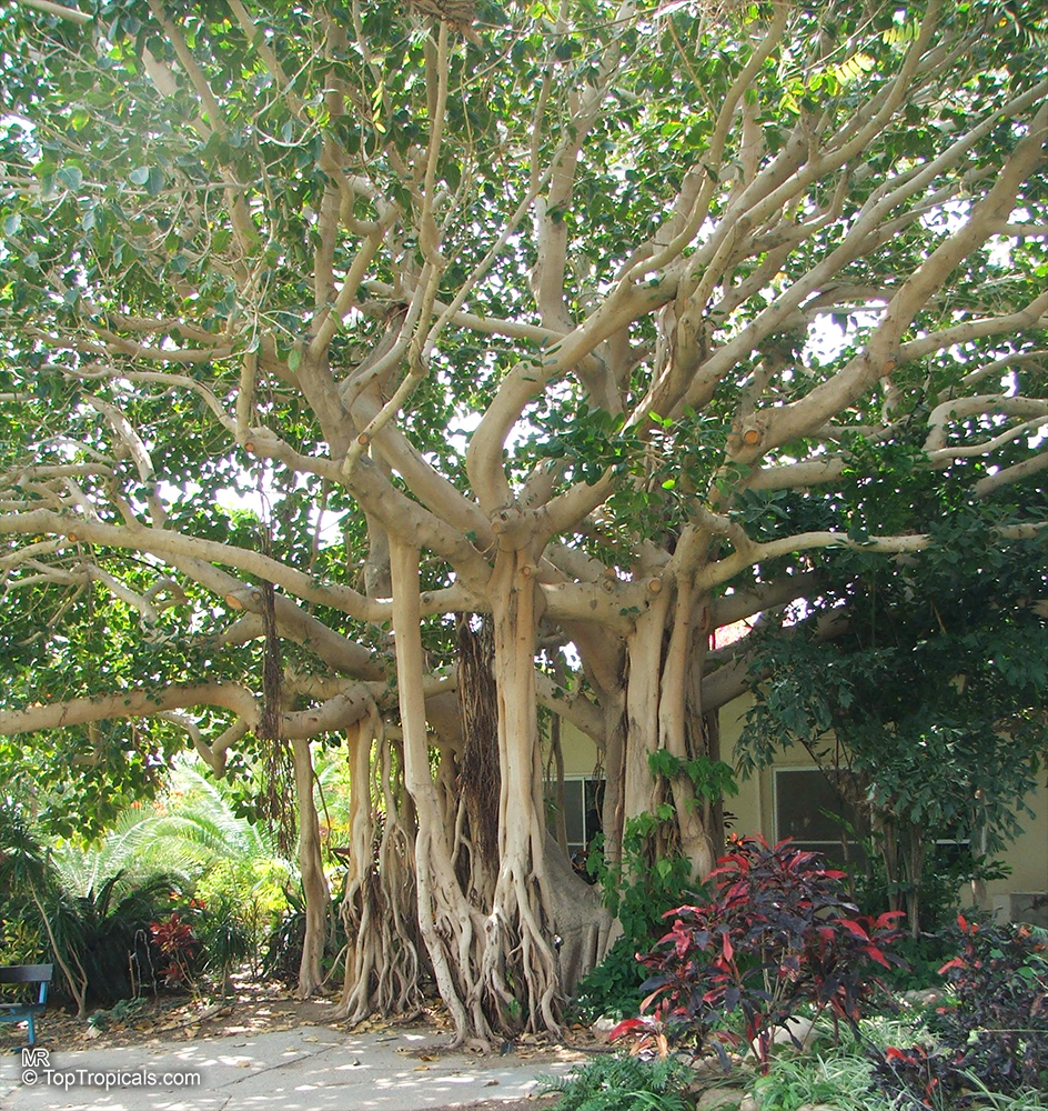 Ficus benghalensis, Ficus indica, Banyan Tree