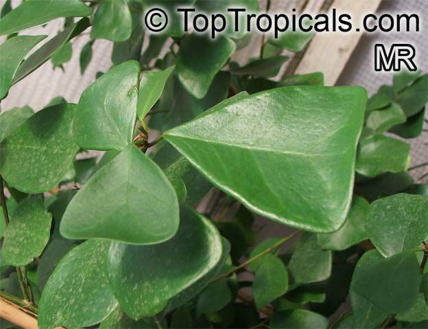 Ficus natalensis subsp. leprieurii, Ficus triangularis, Triangle Ficus, Triangle Leaf Fig Tree