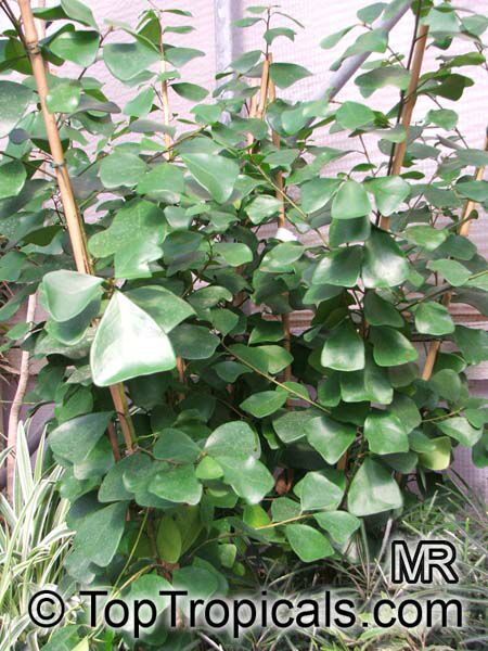 Ficus natalensis subsp. leprieurii, Ficus triangularis, Triangle Ficus, Triangle Leaf Fig Tree