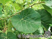 Ficus abutilifolia, Large-leaved Rock Fig, Rock Wild Fig 