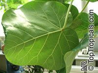 Ficus abutilifolia, Large-leaved Rock Fig, Rock Wild Fig 

Click to see full-size image