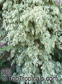 Ficus benjamina, Benjamin Fig, Benjamin Tree

Click to see full-size image